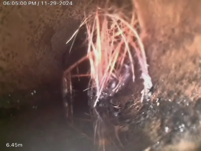 Drain camera footage showing tree roots growing inside a sewer pipe